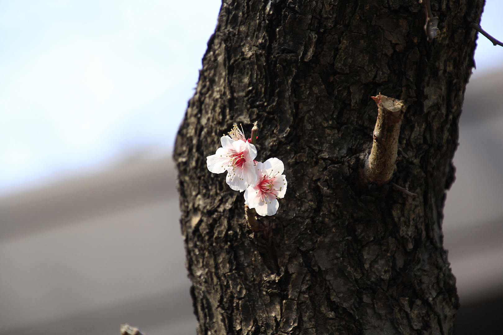 桜の木の幹 タッチのphoto日記